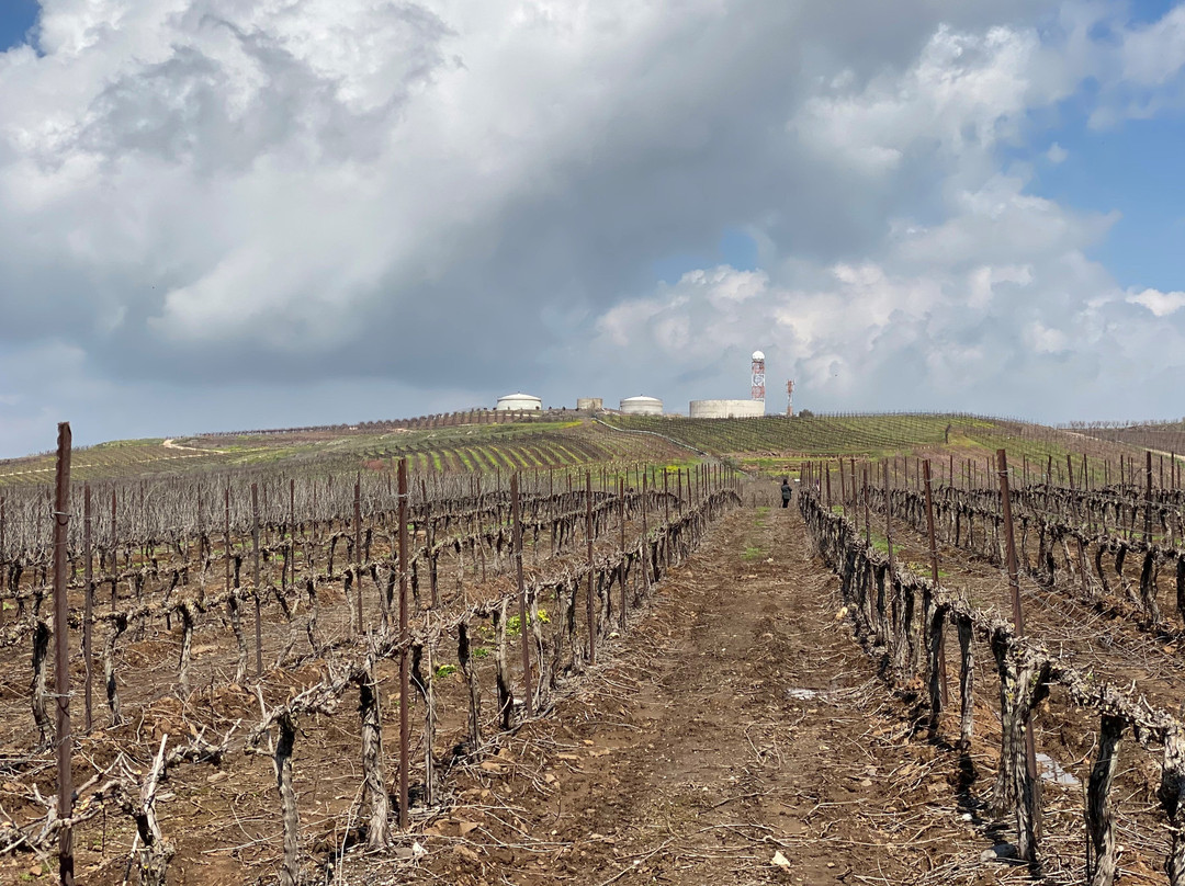 Ben Zimra Winery景点图片