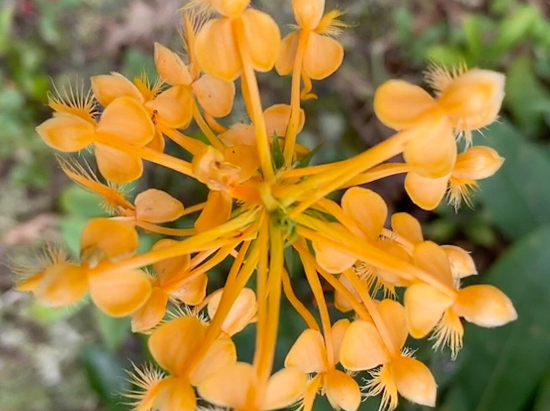 Snakeroot Ecotours景点图片