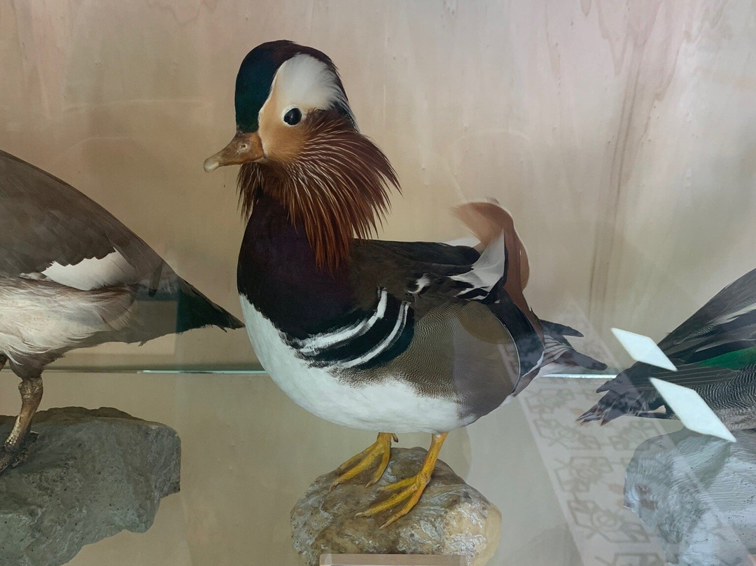 Museo Della Biodiversita景点图片