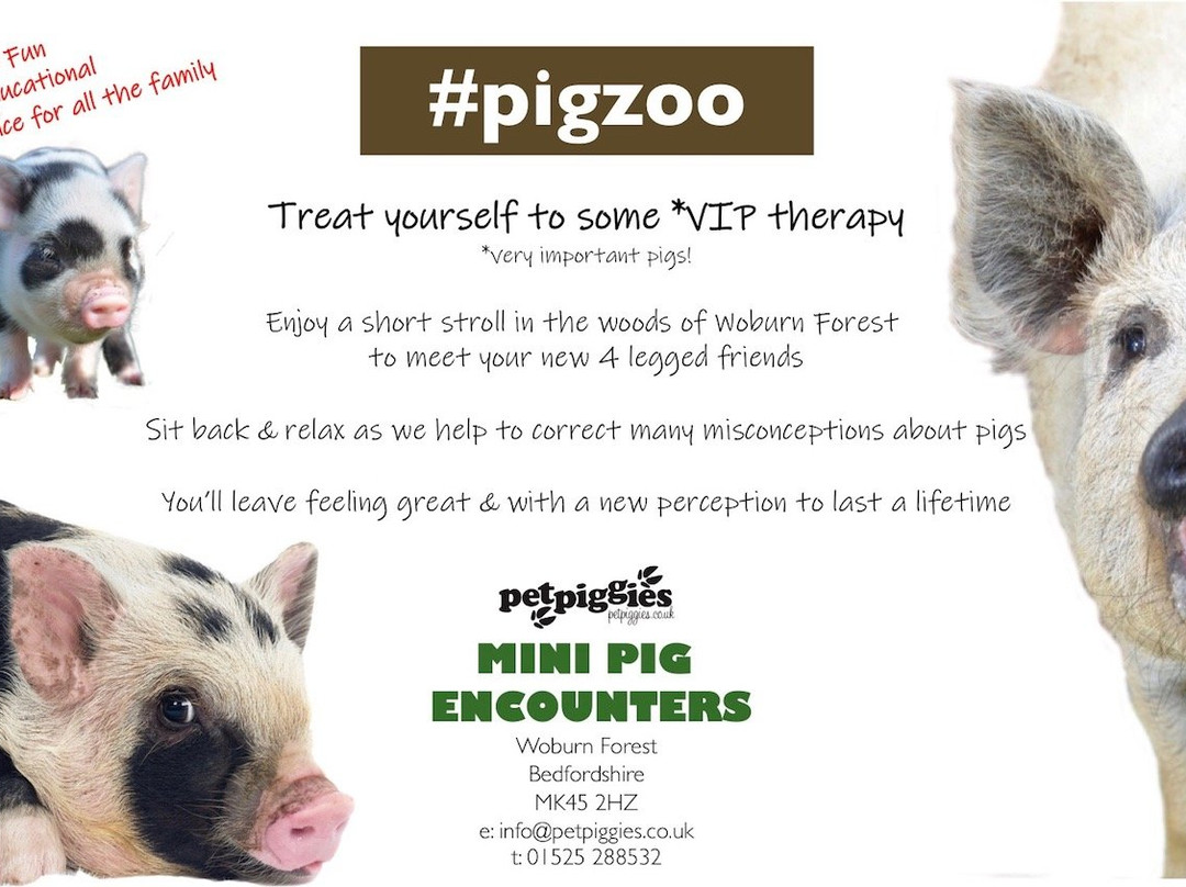#pigzoo Petpiggies Mini Pigs景点图片