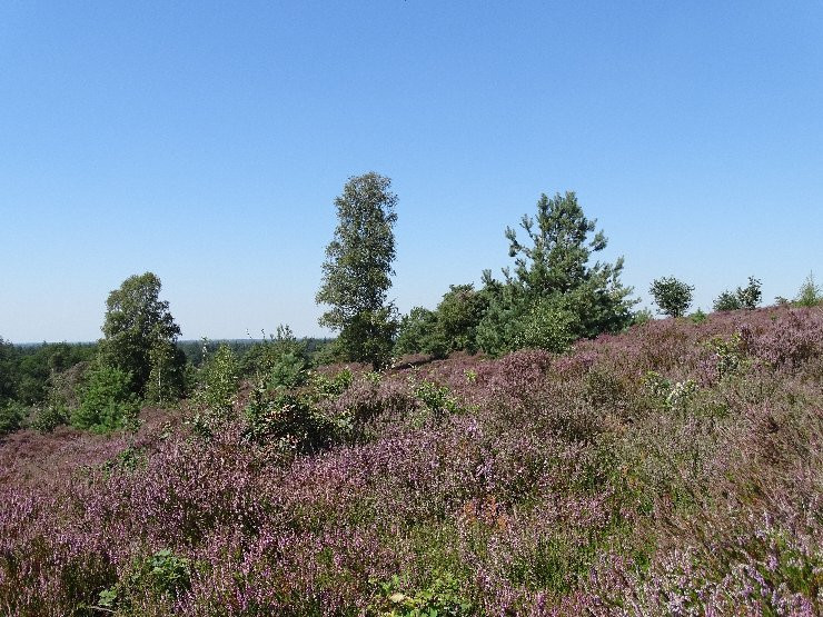 Nationaal Park De Sallandse Heuvelrug景点图片