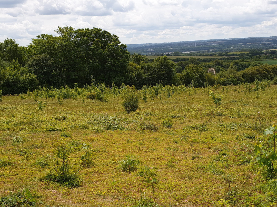 Bluebell Hill Picnic Site景点图片