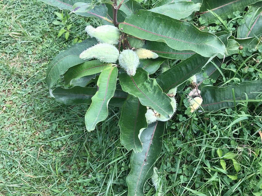 Horseshoe Mound-加利纳必去景点