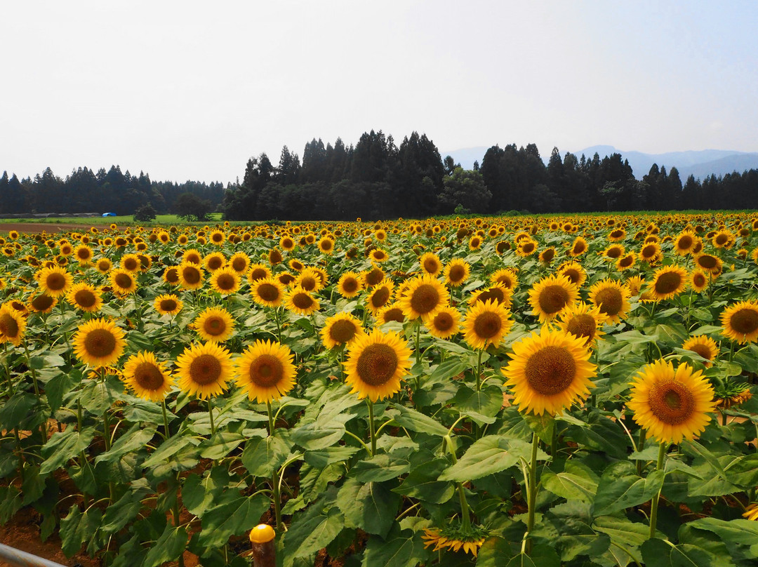 Tsunan Himawari Square-津南町必去景点