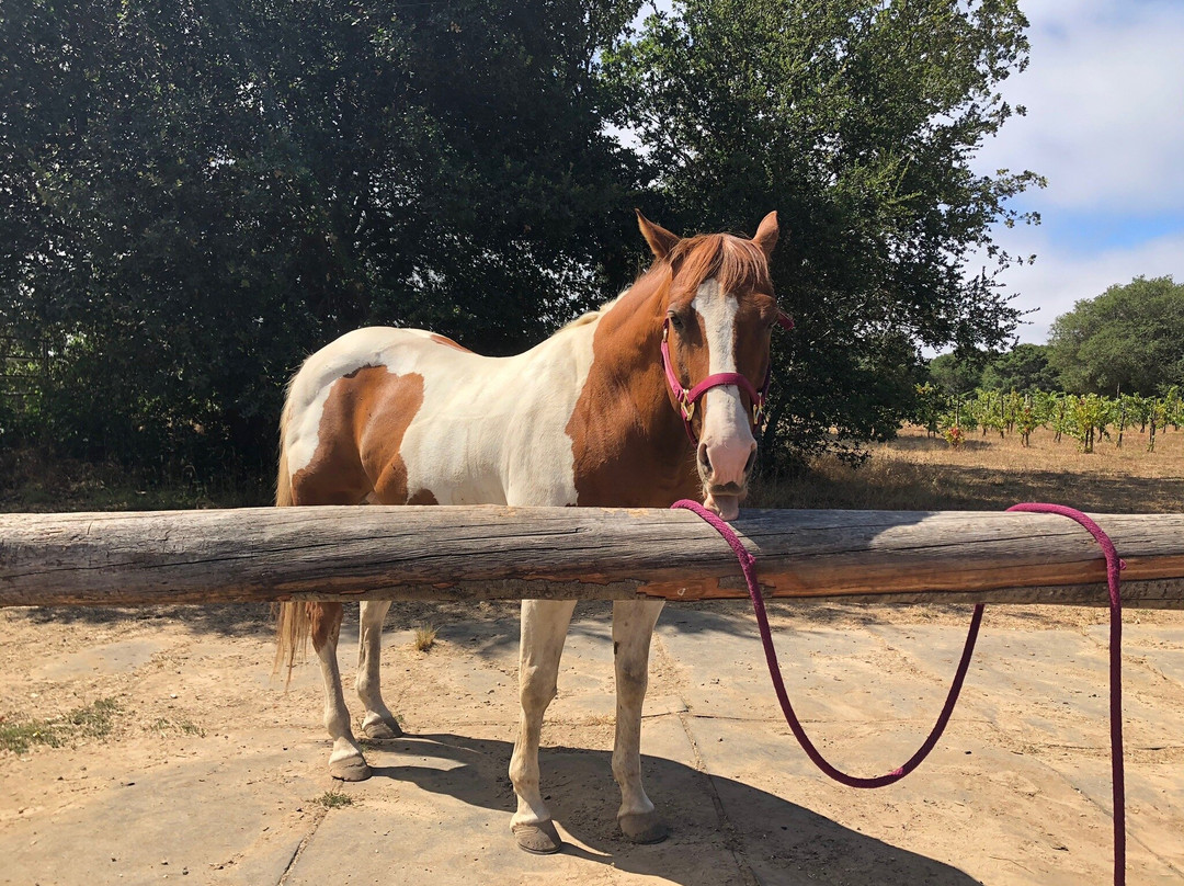 Rollin F Ranch-Sebastopol必去景点