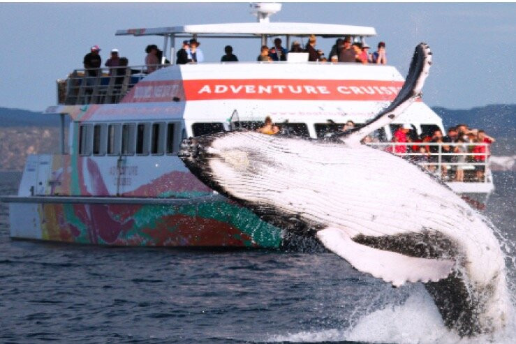 WhaleWatcher.com.au景点图片