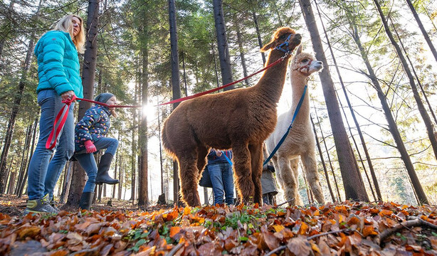 Happy Alpaca-Lachowice必去景点