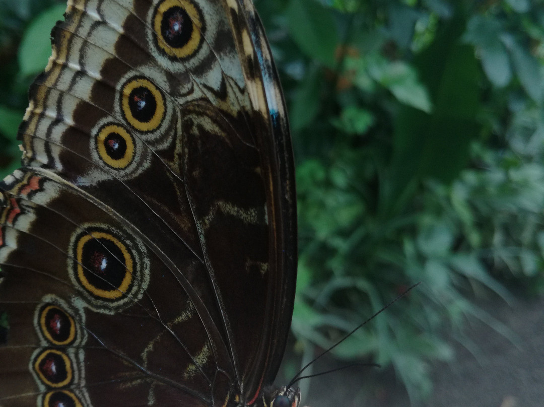 Mariposario La Casa De La Morpho Azul景点图片