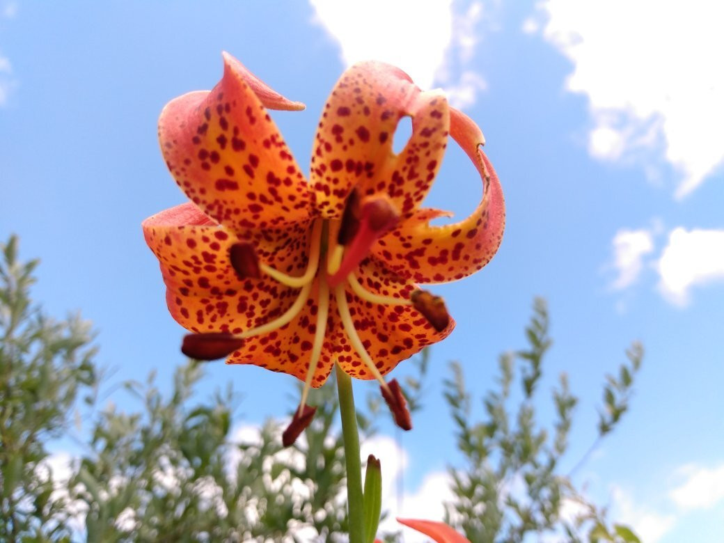 Bluff Spring Fen-埃尔金必去景点