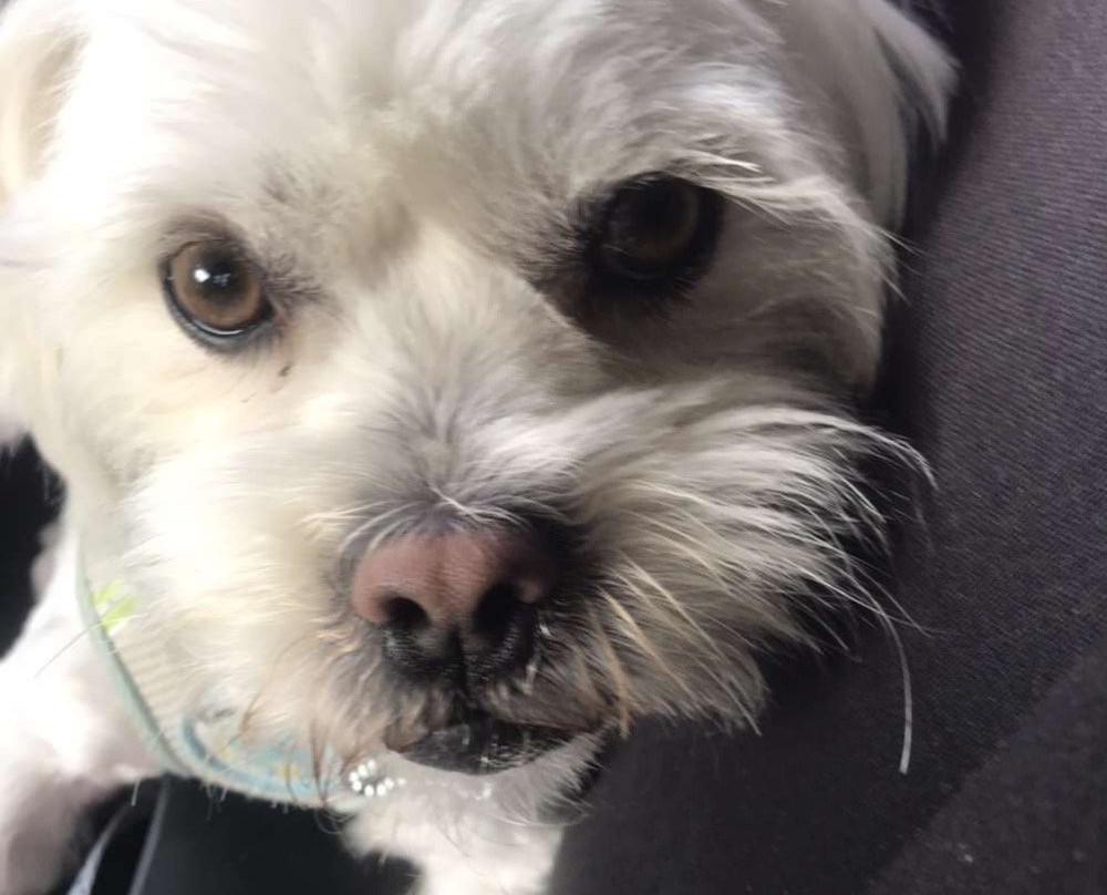 Humbugs of Hahndorf-汉道夫德国村必去景点