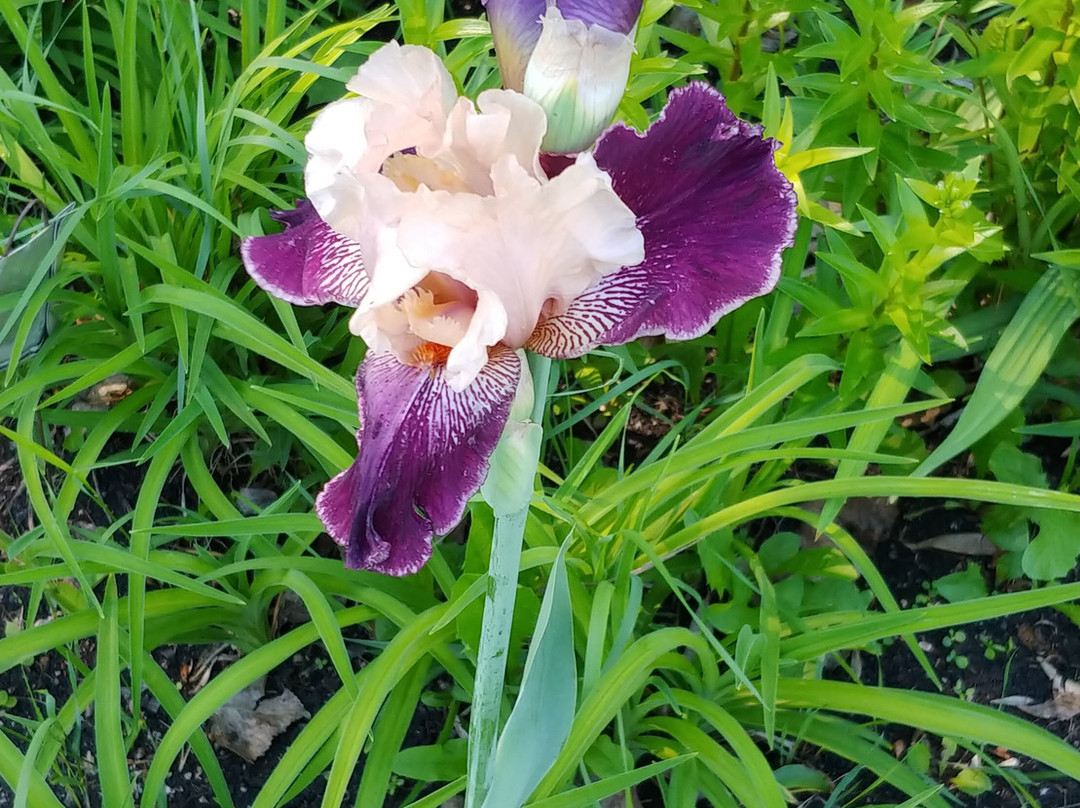 Beausejour Daylily Gardens-Beausejour必去景点