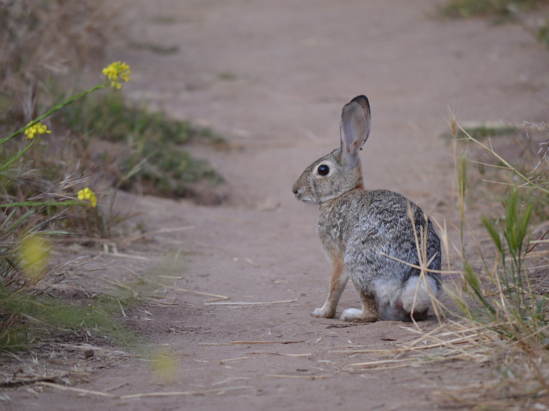 Santiago Oaks Regional Park-橘子郡必去景点
