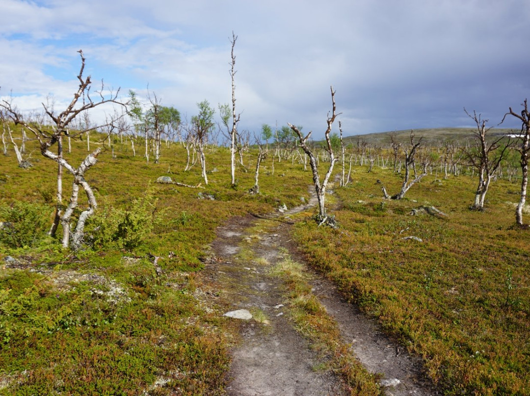 Kaldoaivi Wilderness Area-Utsjoki必去景点