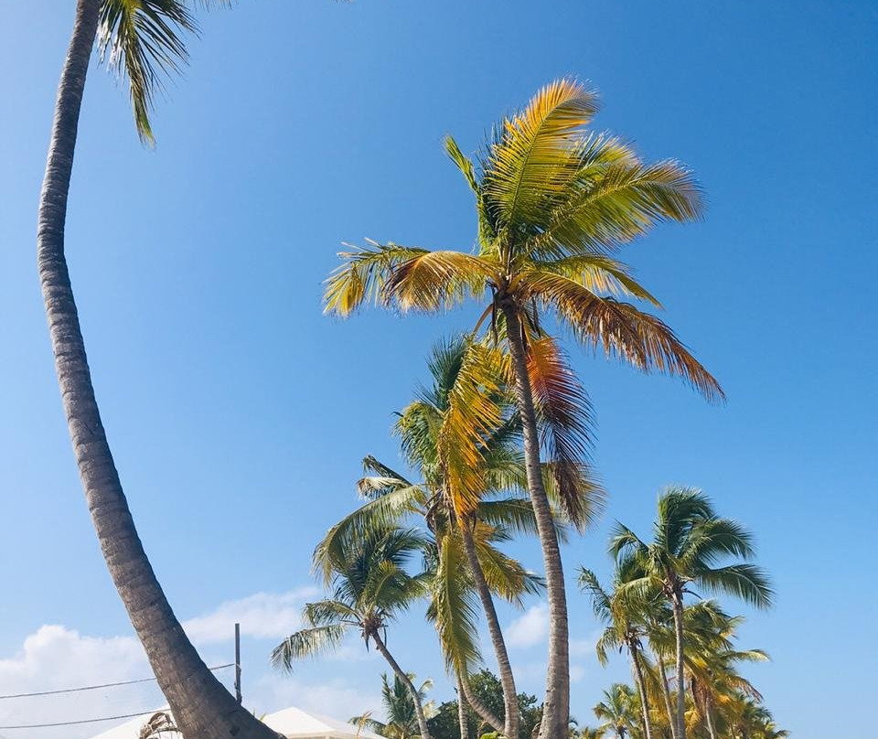Catalina Island-拉罗马纳必去景点