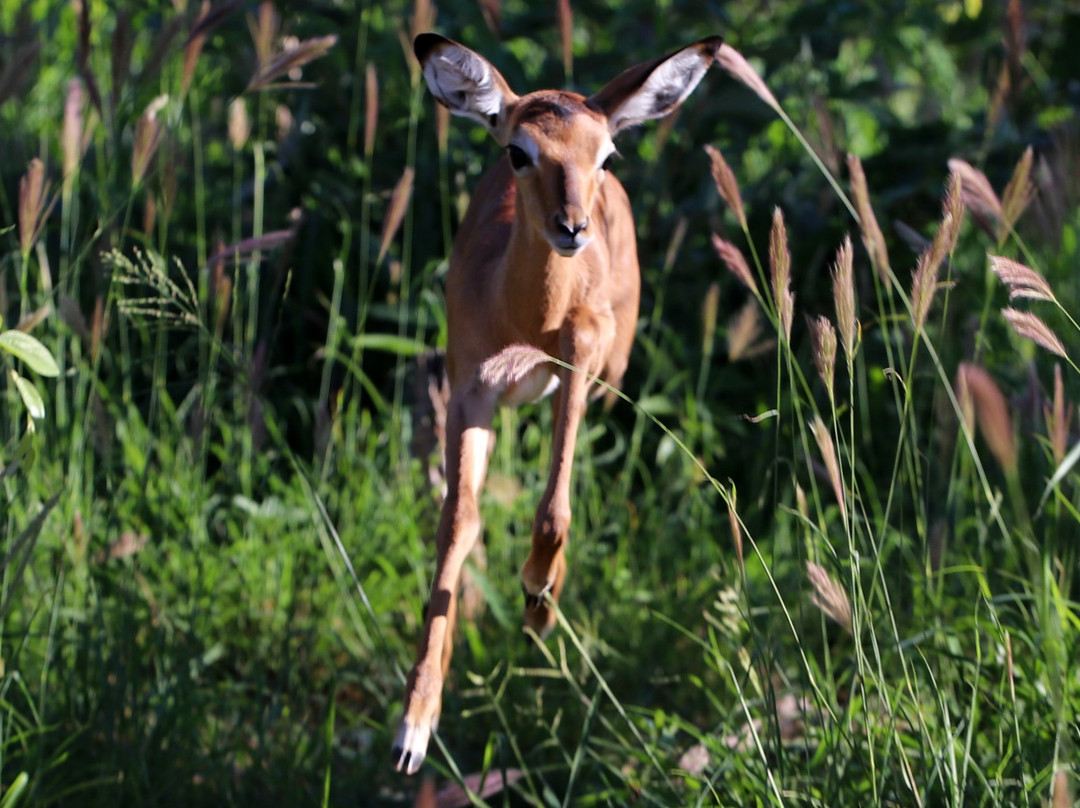 Ingrid's Safaris - Day Tour-约翰内斯堡必去景点
