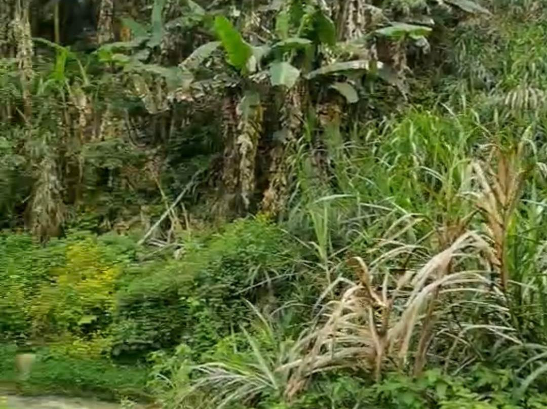 松溪白马山自然保护区-松溪县必去景点