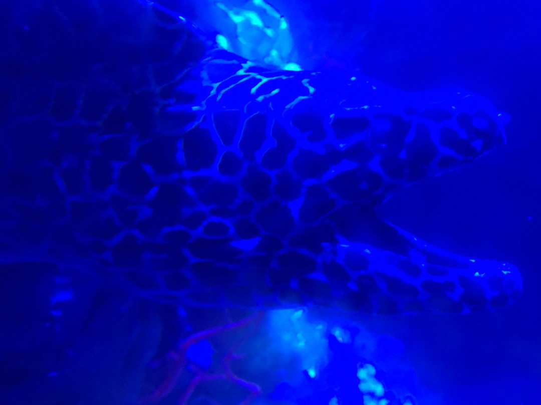 Acuario del Bajio-利昂必去景点