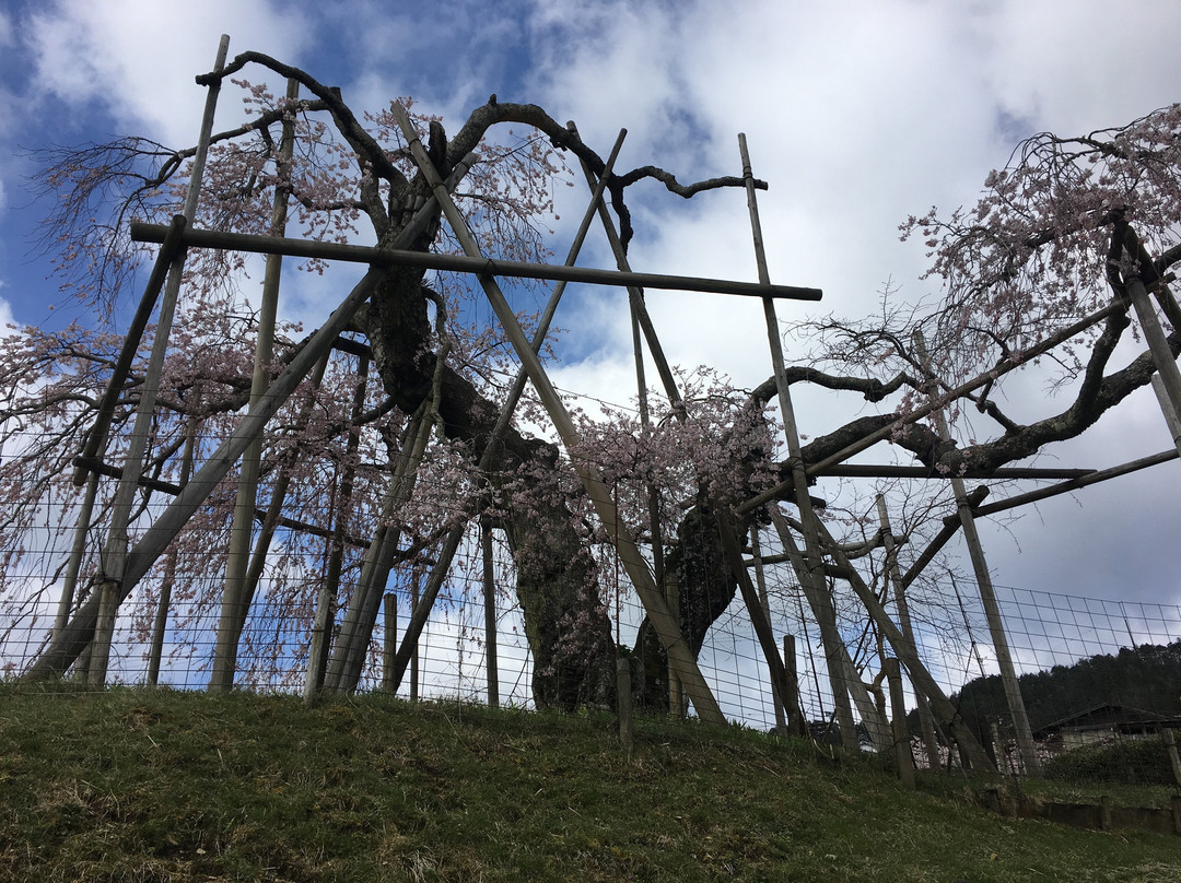 Hata Weeping Cherry Blossom-甲贺市必去景点