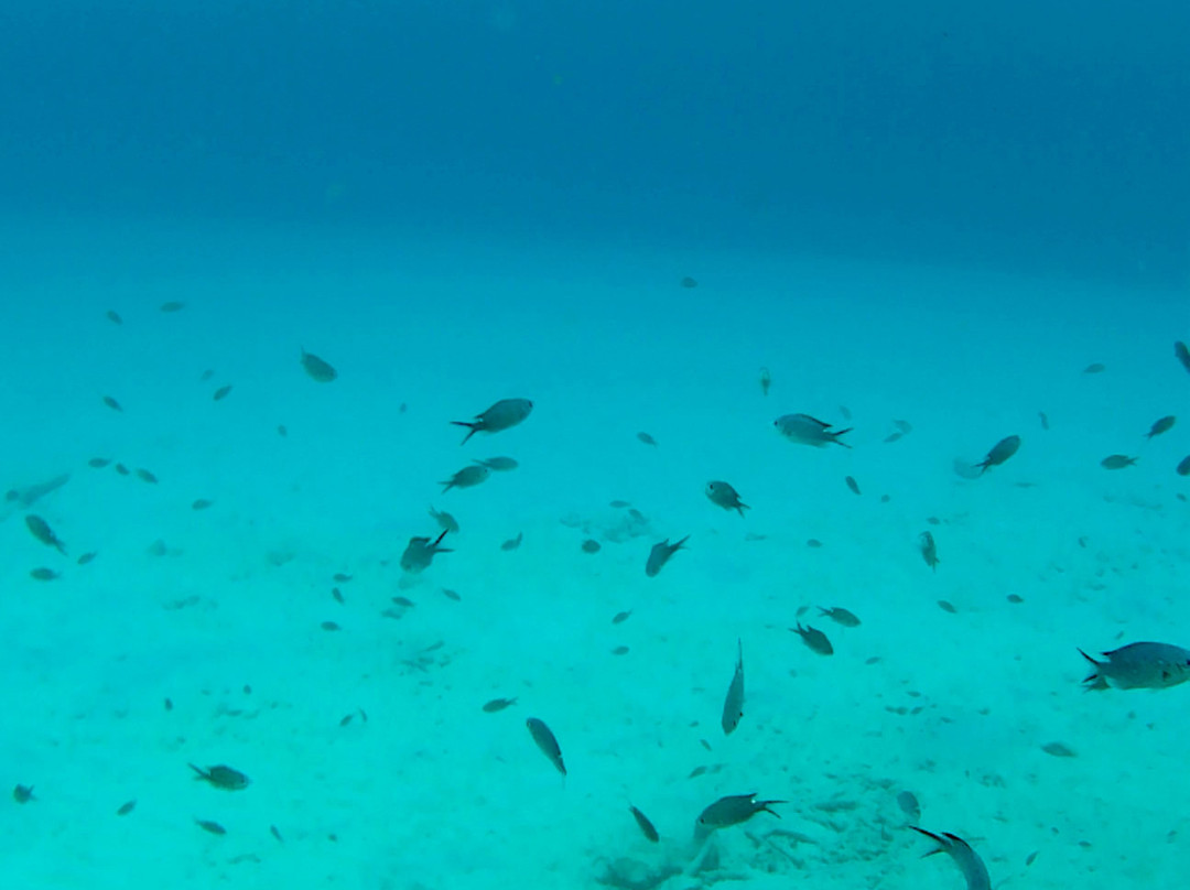 Bari Reef-Kralendijk必去景点