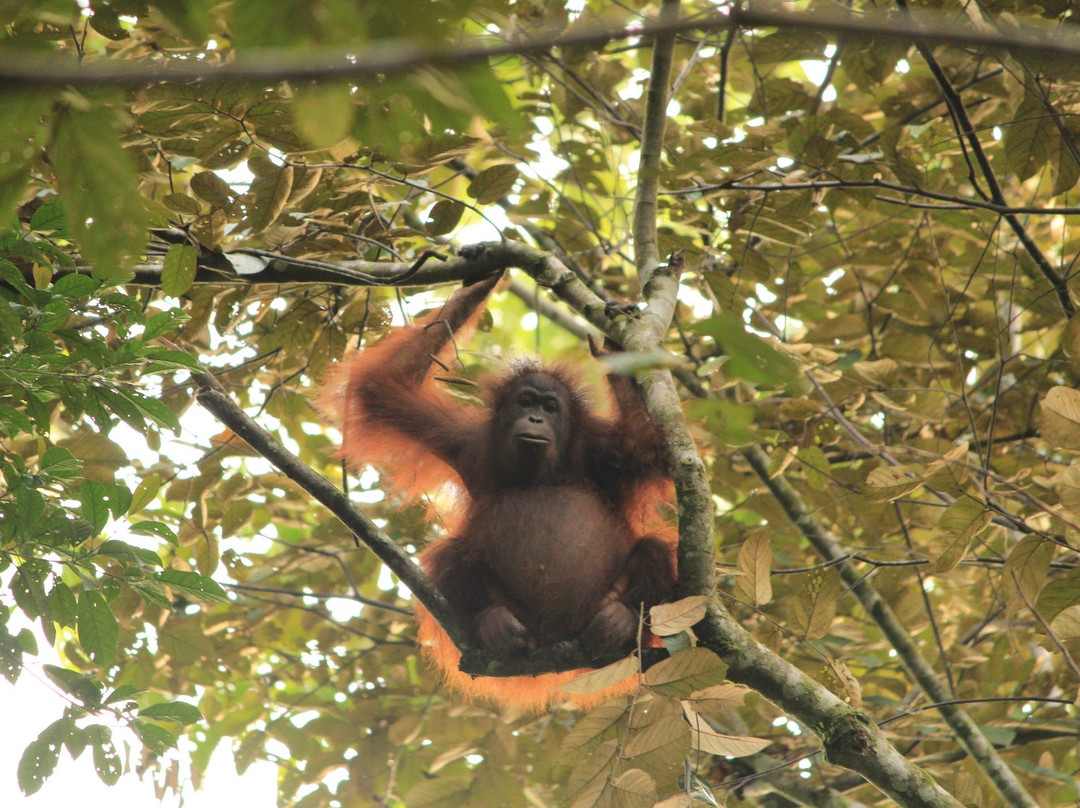 Tabin Lodge and Wildlife Rainforest Tour-拉哈达图必去景点