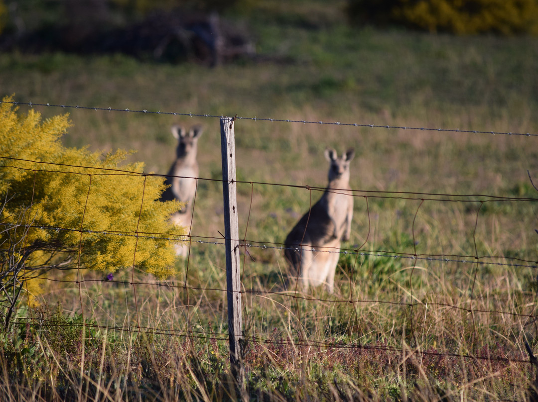 The Mudgee Homestead Guesthouse主图