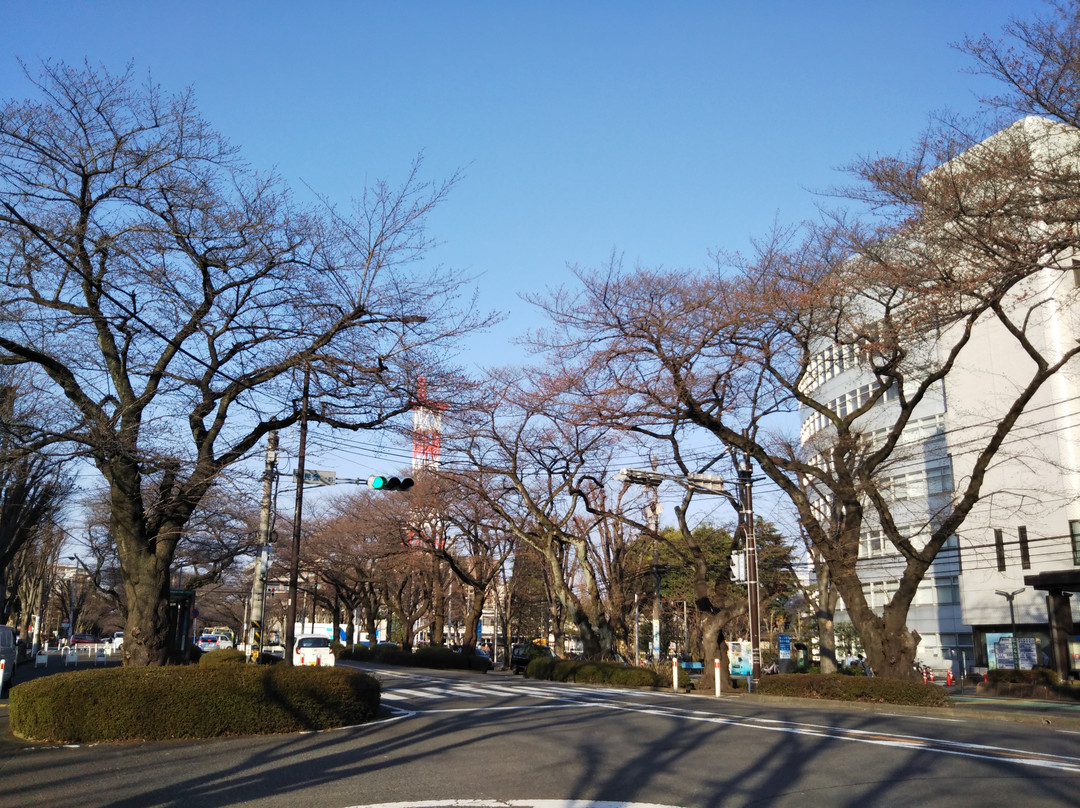 Sagamihara City Hall Sakura Street-相模原市必去景点