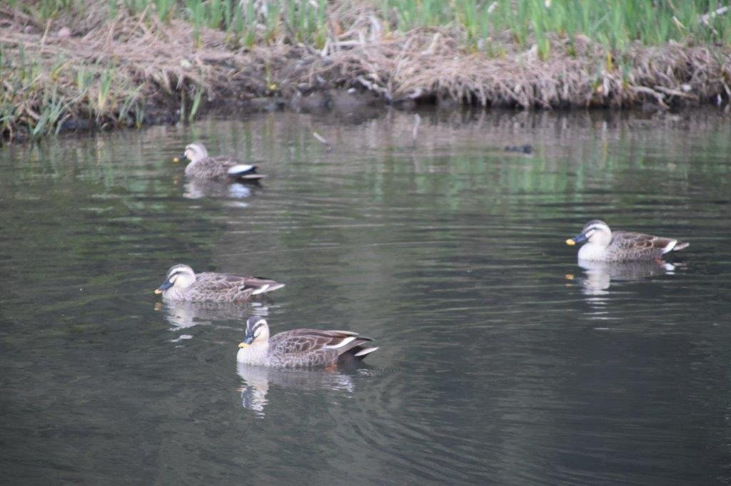 Sugatami no Ike-国分寺市必去景点
