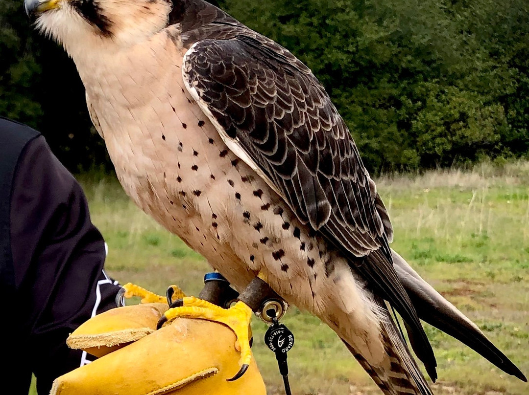 Sky Falconry-Alpine必去景点