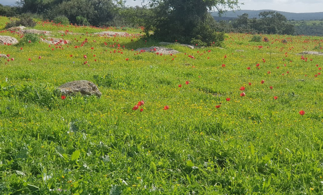 Adullam Grove Nature Reserve-Beit Shemesh必去景点