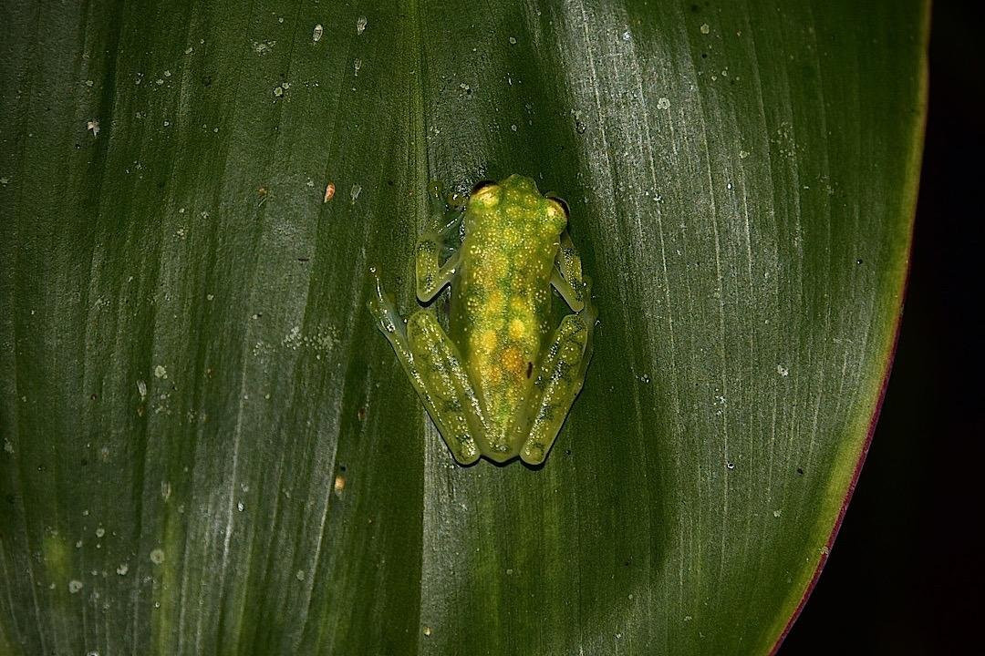 Ecogarden Night Walk景点图片