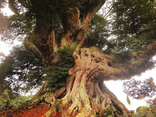 Shomyo-ji Temple-亘理町必去景点