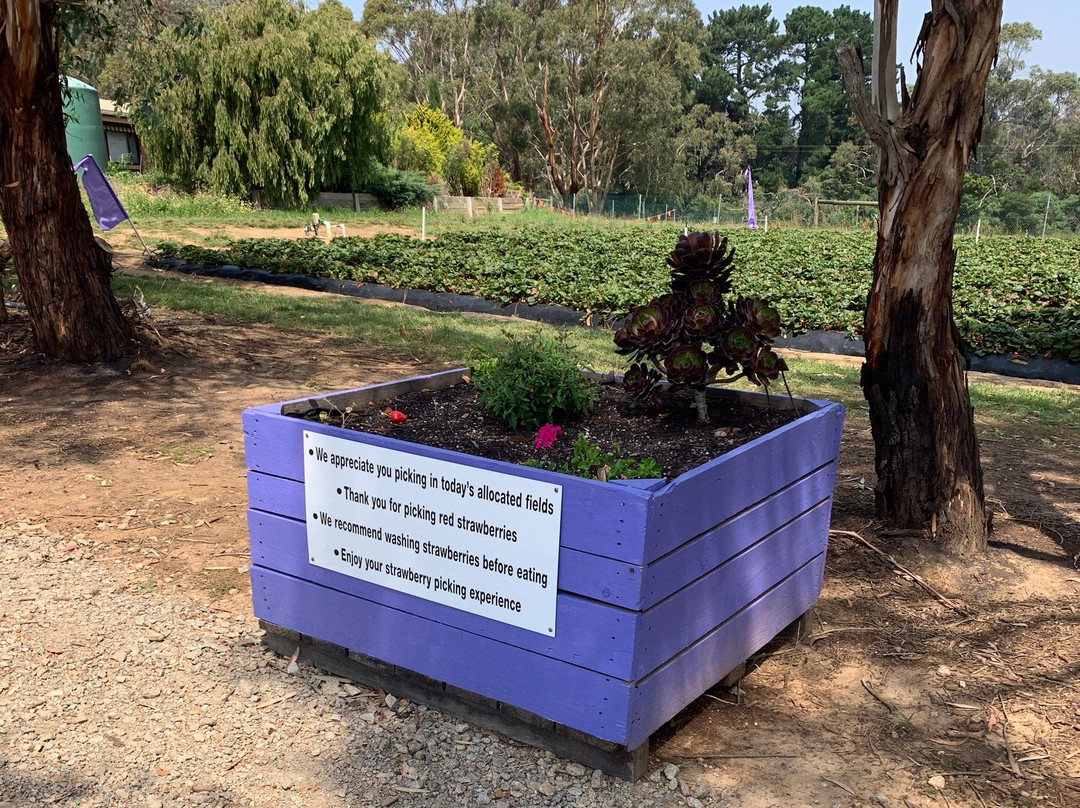 Sunny Ridge Strawberry Farm-Main Ridge必去景点