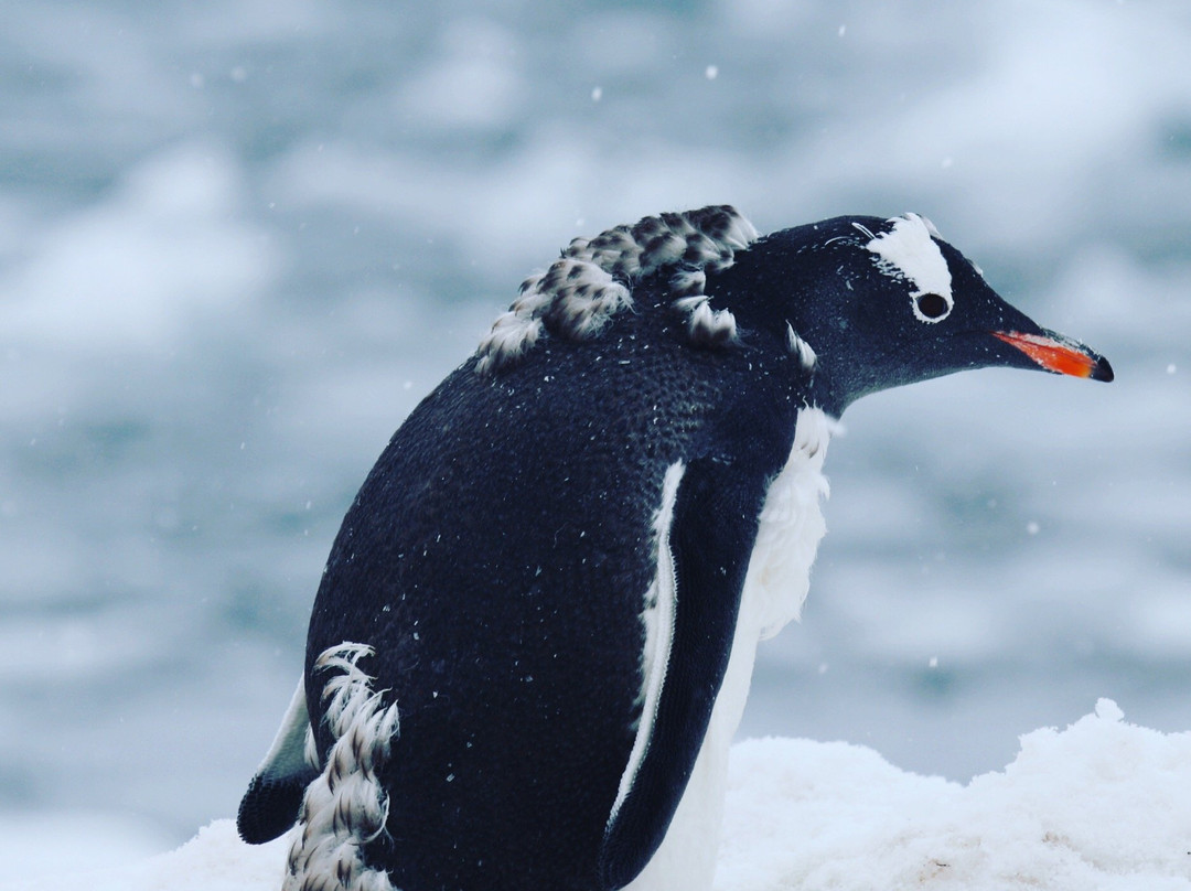 Base General Bernardo O'higgins-Antarctic Peninsula必去景点