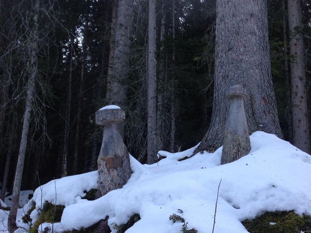 Bergrestaurant Schifer主图