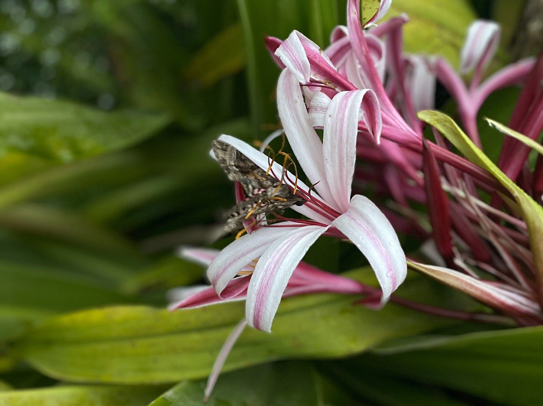 Cabanas Samay Magico主图