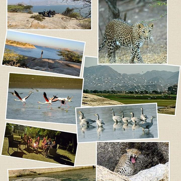 Jawai Safari's-Bera必去景点