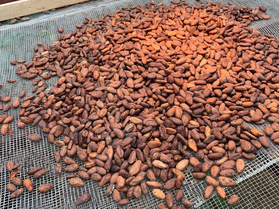 Choco Tour Costa Rica景点图片