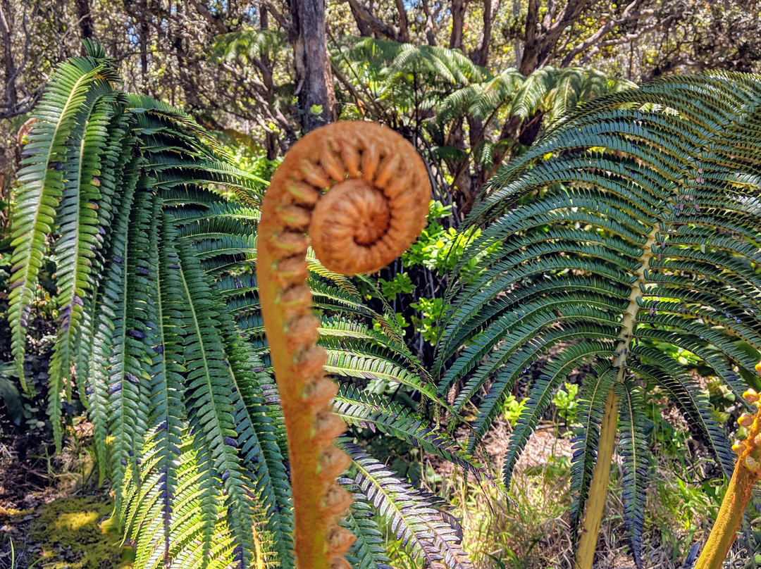 废墟观景路线-夏威夷火山国家公园必去景点