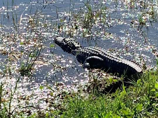 Old Corkscrew Golf Club-埃斯特罗必去景点