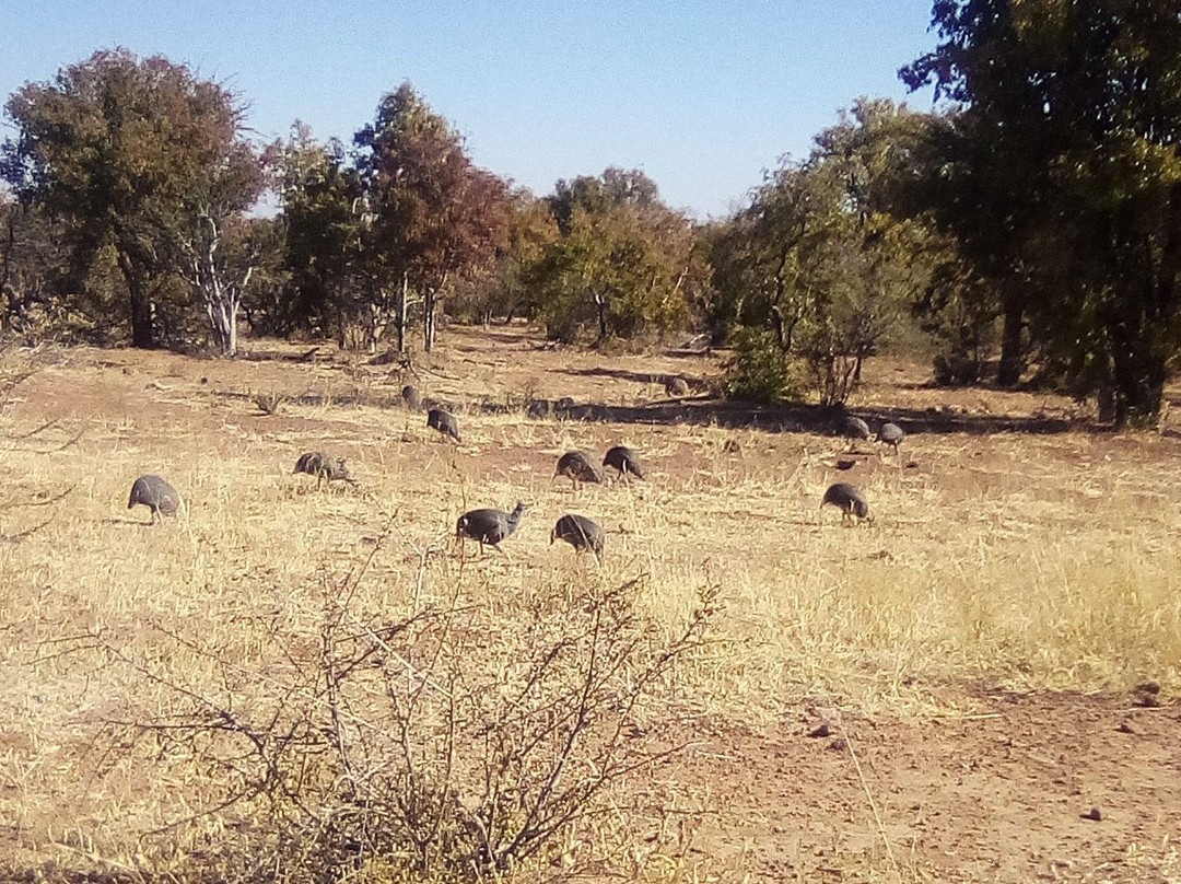 KML Shuttle Services-桑顿必去景点