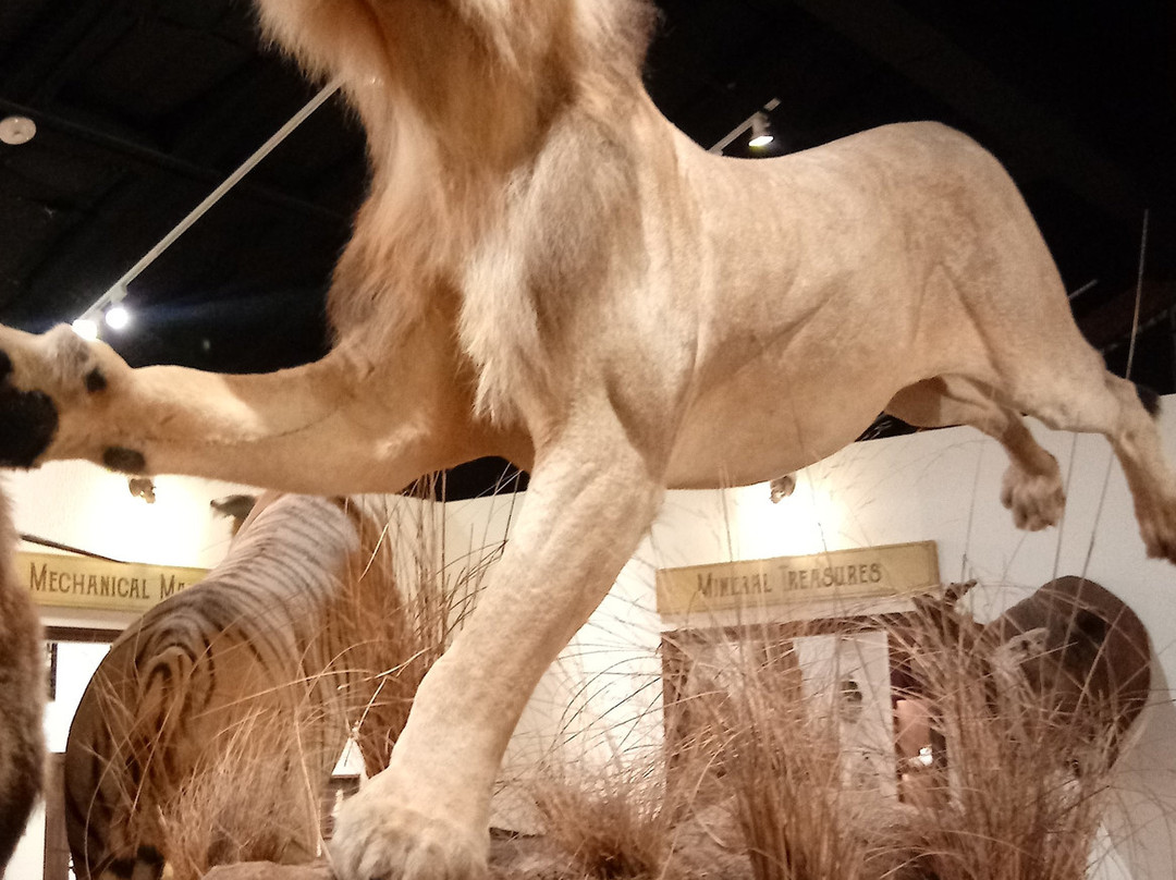 Houston Museum of Natural Science at Sugar Land-舒格兰必去景点