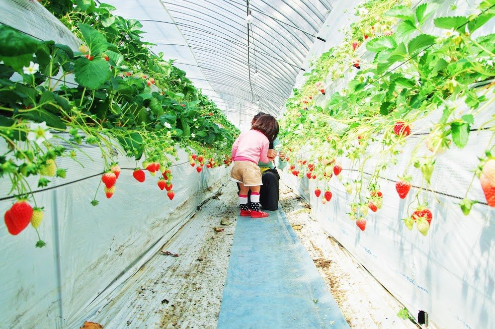 Nakahata Farm景点图片