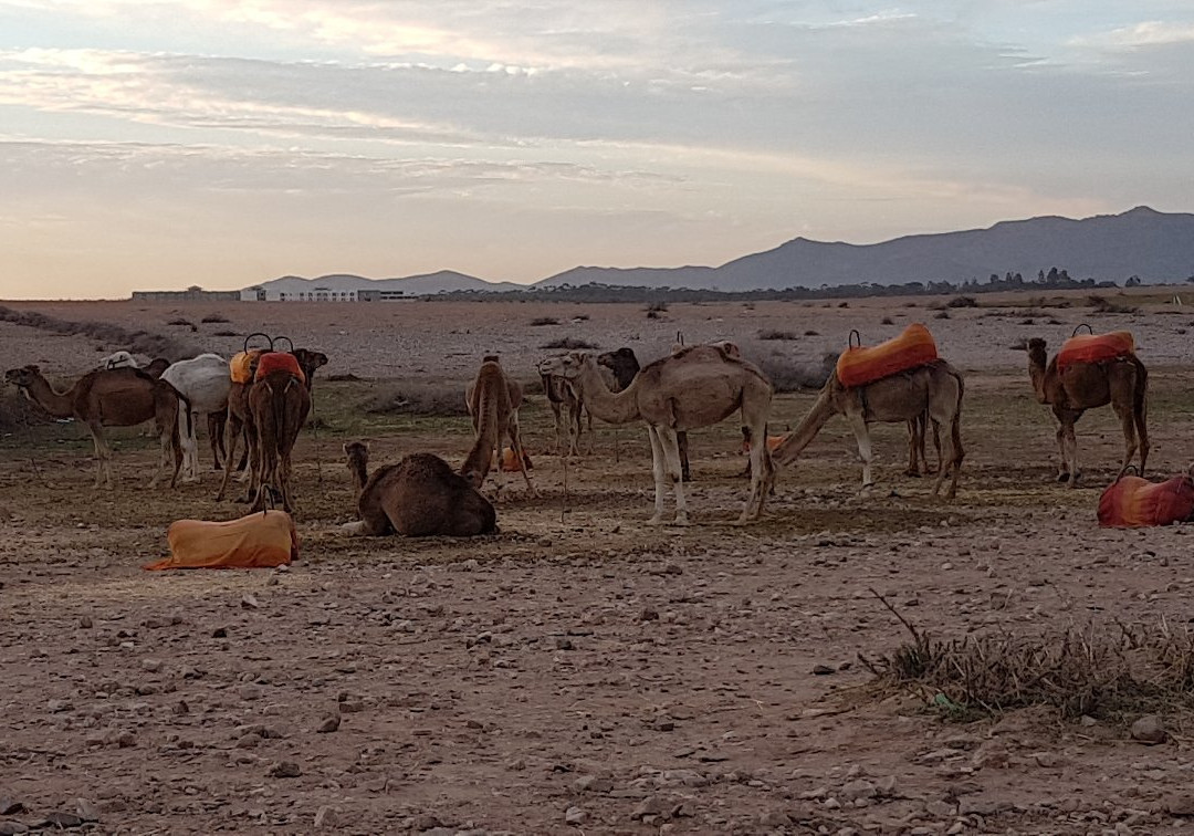 El Arabi Brams soccer景点图片