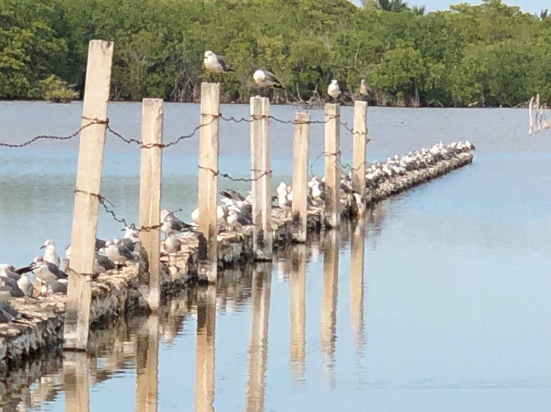 Ecohotel Flamingo Playa主图