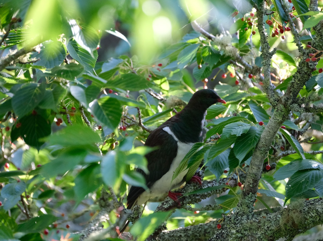 Mount Albert - Owairaka Domain-奥克兰必去景点
