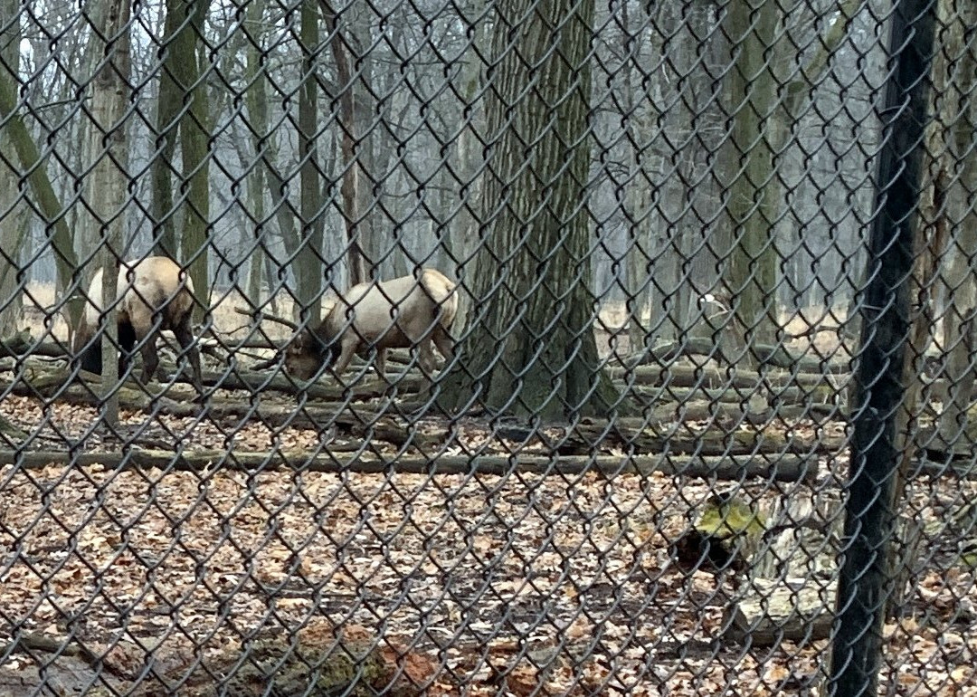 Busse Forest Elk Pasture-埃尔克格罗夫村必去景点