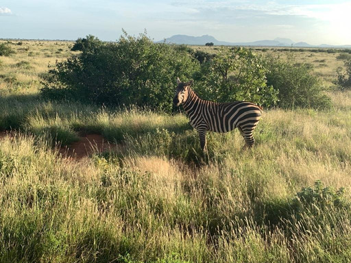 Simo Kenya Safaris-蒙巴萨必去景点