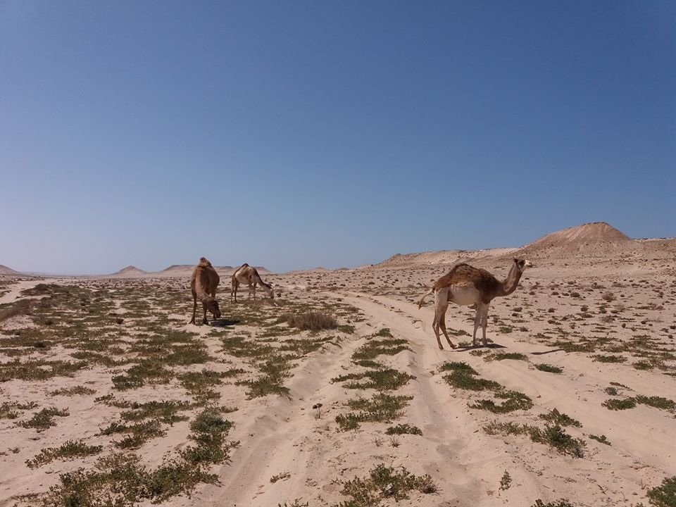 DAKHLA SURF TRAVEL : SAHARIANOSS-达赫拉必去景点