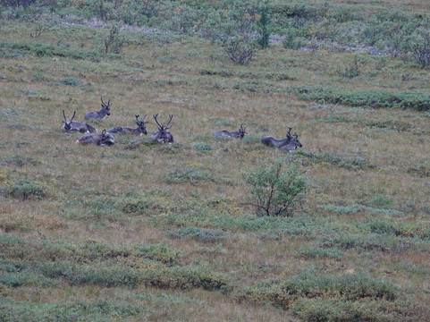 Aramark-德纳利国家公园和自然保护区必去景点