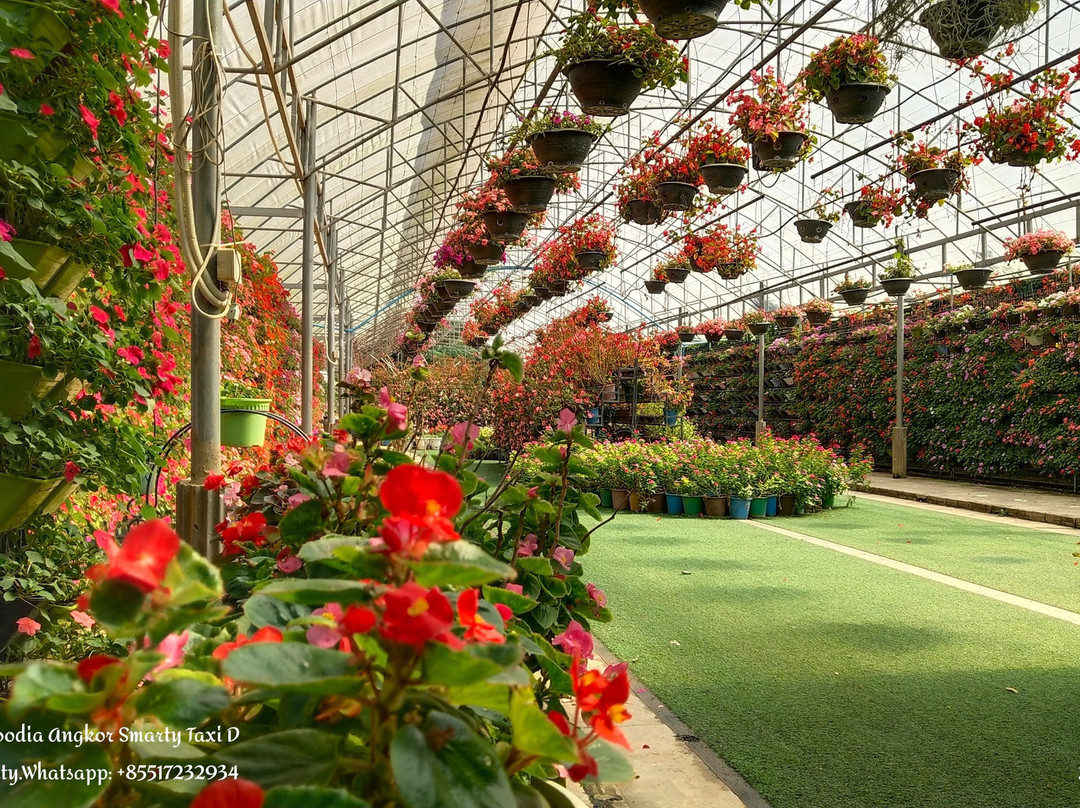 Chan Thay Chhoueng Plantation-马德望必去景点